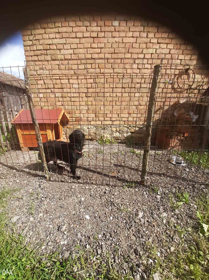 Madjarski ovcar pulin