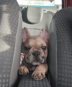 Francuski Buldog merle zenka