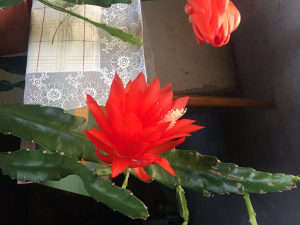 Ukrasni kaktus crvenih cvjetova