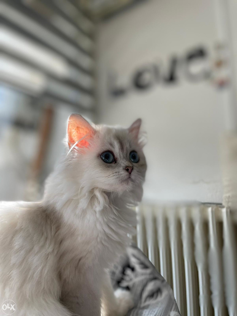 Britanska kratkodlaka mačka - British longhair