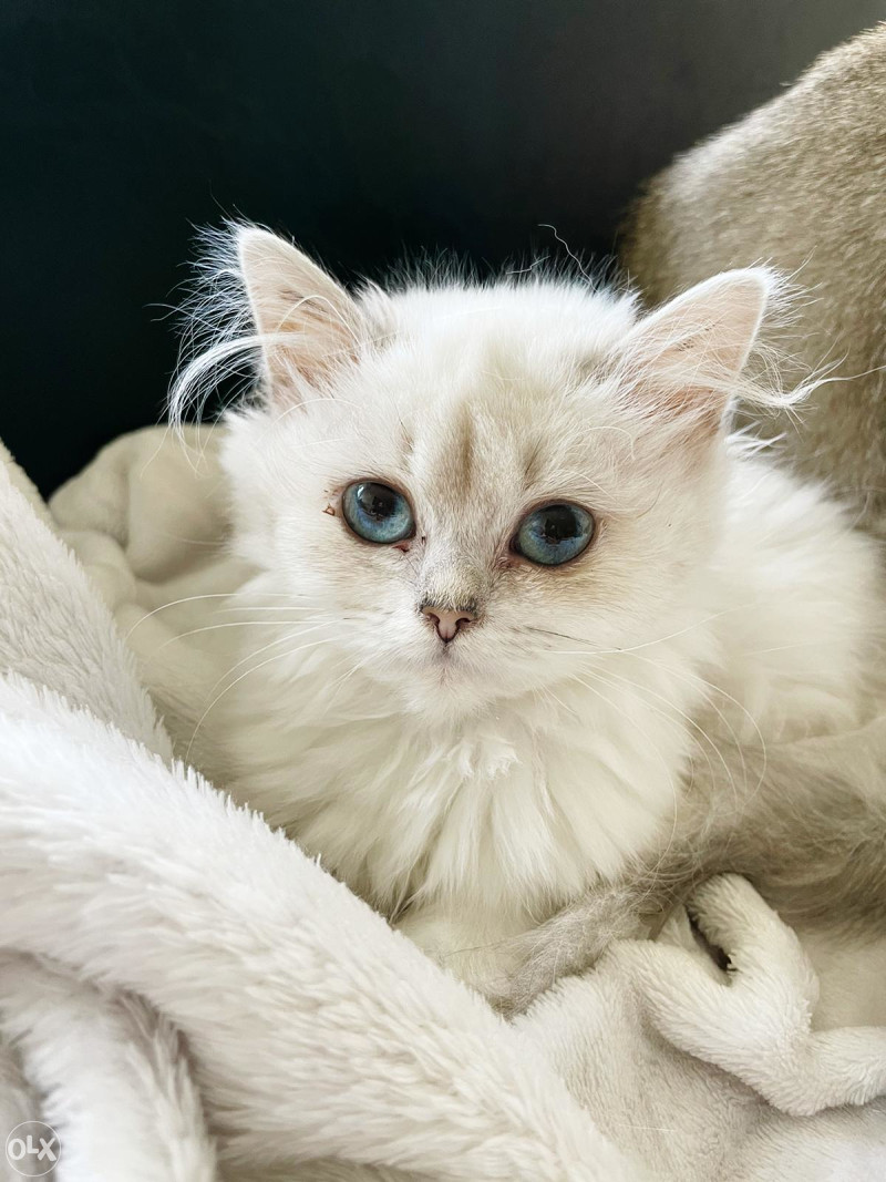 Britanska kratkodlaka mačka - British longhair