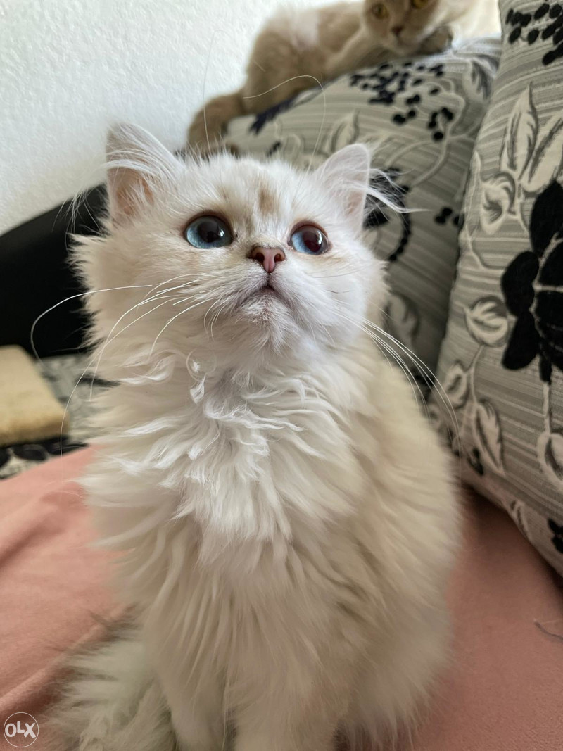 Britanska kratkodlaka mačka - British longhair