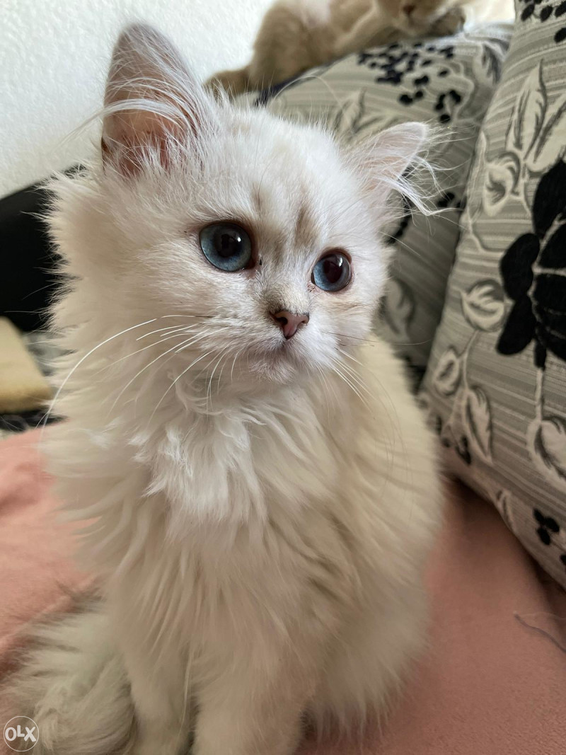 Britanska kratkodlaka mačka - British longhair