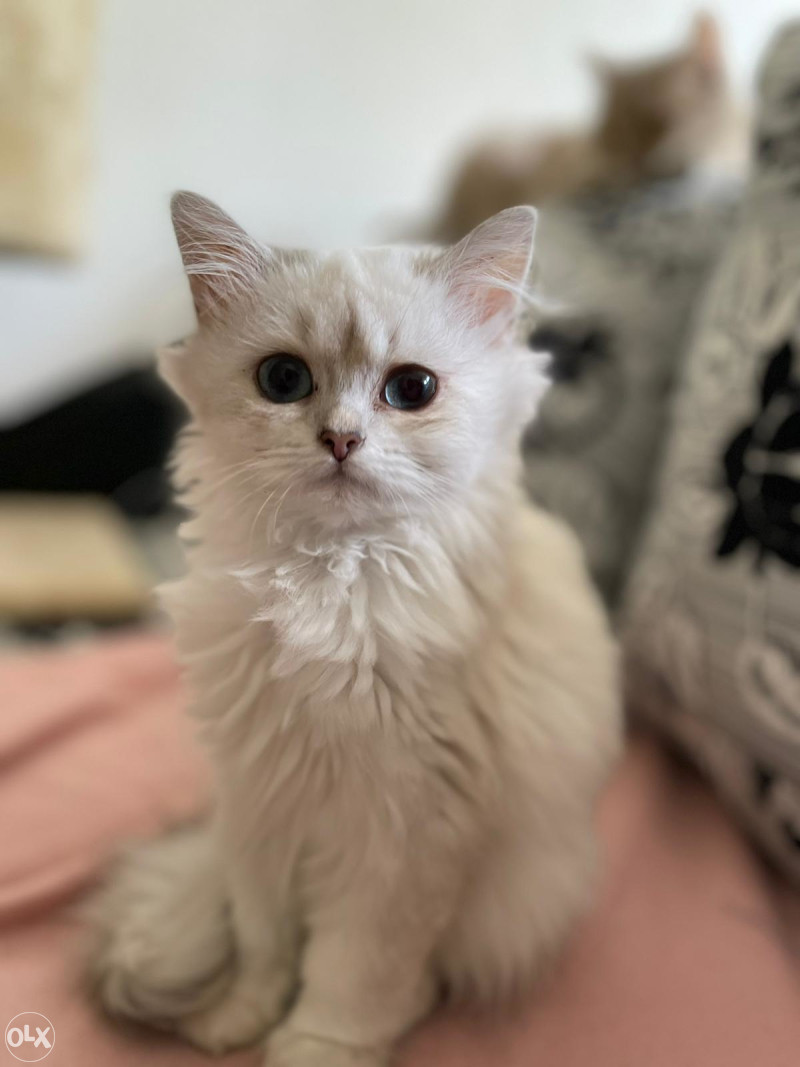 Britanska kratkodlaka mačka - British longhair