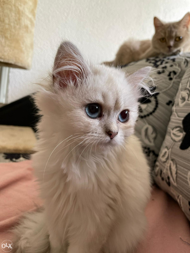 Britanska kratkodlaka mačka - British longhair