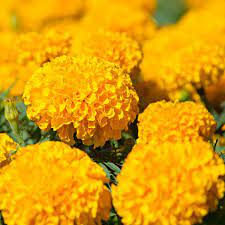 Sjeme cvijeća kadifa velika žuta boja