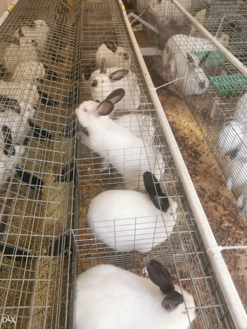 Kalifornijski kunici - Kunići - OLX.ba