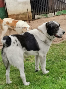 Azijat Kangal sarplaninac tornjak Volkodav vucajk