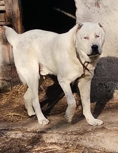 Azijat Kangal sarplaninac tornjak Volkodav vucajk
