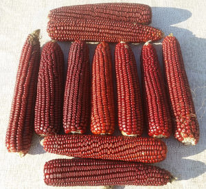Sjemena sjeme crveni kukuruz