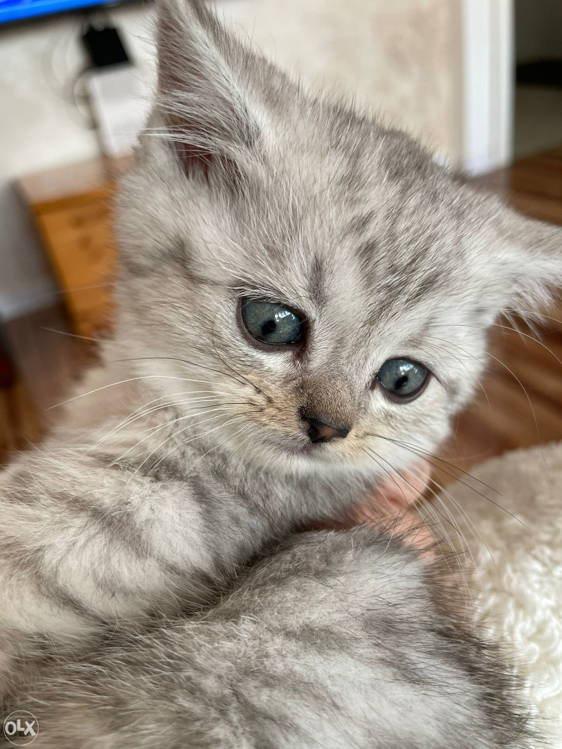 Britanska Kratkodlaka Ma Ka British Shorthair Ma Ke Olx Ba