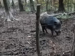 Životinje krmaca