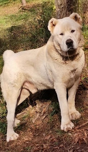 Azijat kangal sarplaninac tornjak