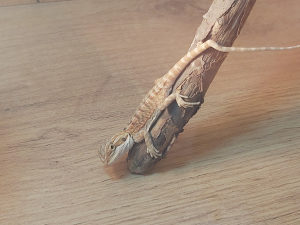 Guster bradata agama