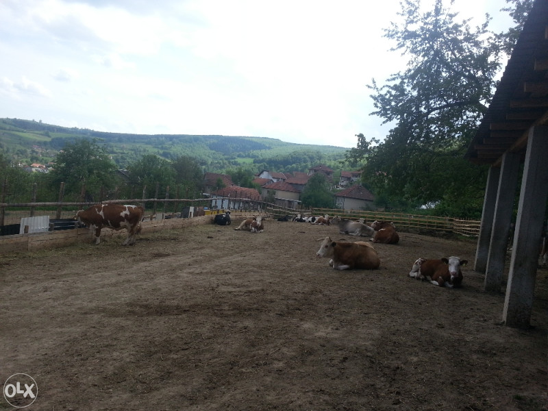 Stoka telad