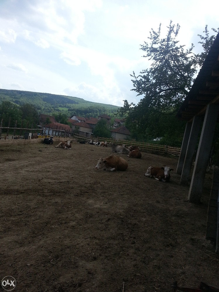Stoka telad