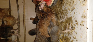 Kokoške domaće-mlade