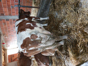 Krave steone