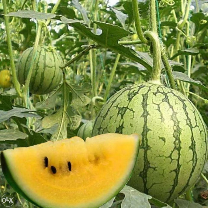 Starinska lubenica planinska žuta ~12+ sjemenki