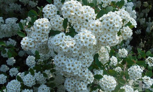 Bijeli cvatući grm - SPIREA