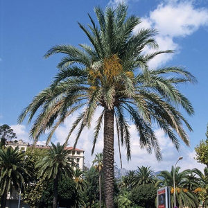Palma (phoenix dactylifera) sadnice