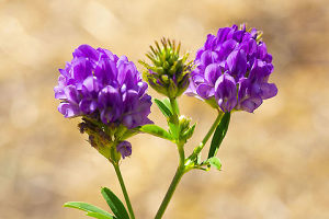 Alfalfa (Medicago sativa) ~2000+ sjemenki