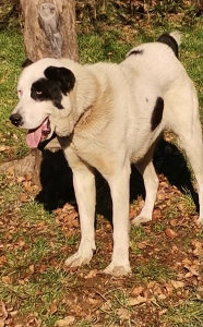 Azijat Kangal tornjak Volkodav sarplaninac