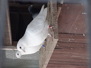 Bijeli golubovi za svadbe