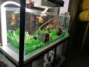 Akvarijum sa ribicama