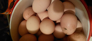 Domaća jaja