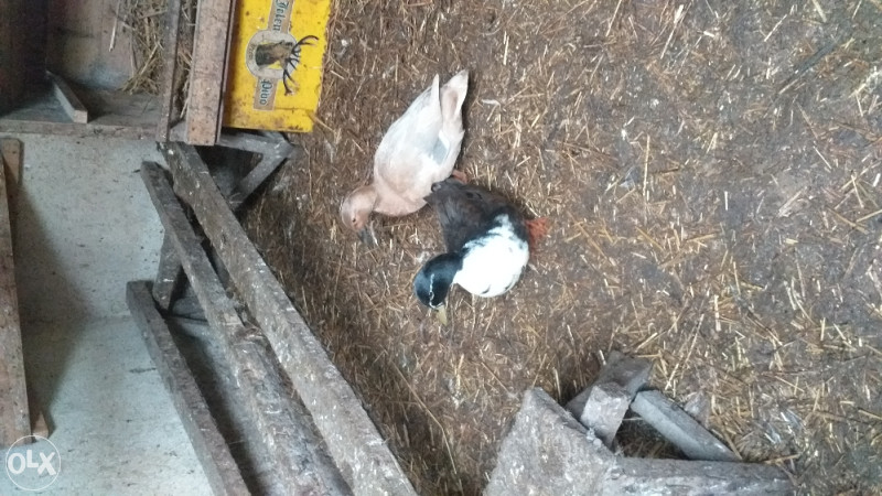 Domaće životinje patke