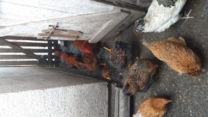 Domaće životinje kokoške