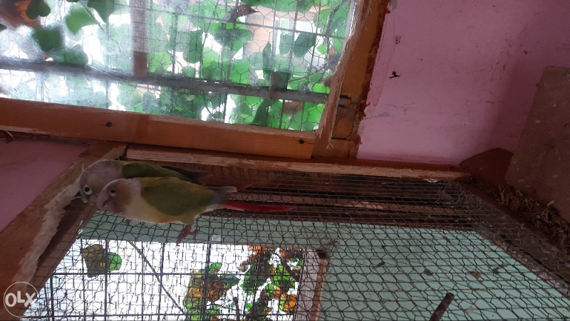 Papagaji Pyrrhura Molinae Braunouhi Kraljevski Papagaj Ptice Olx Ba