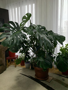 Sobna biljka filadendron