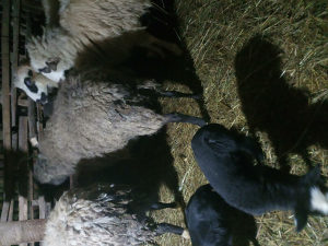 Romanovska ovca sa 2 jagnjadi