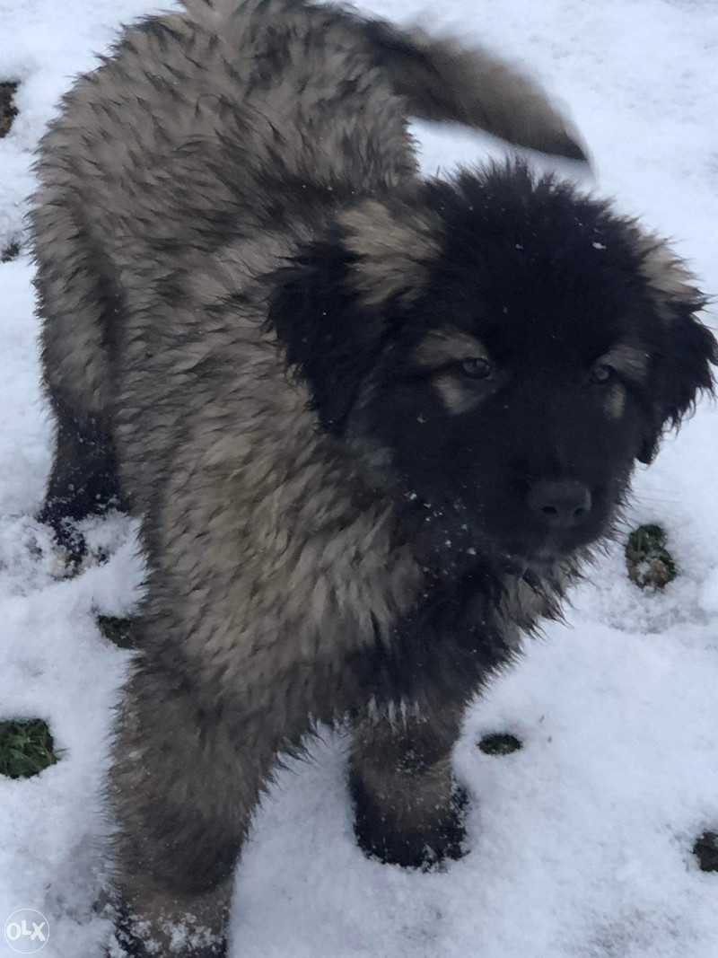 Šarplaninac ženka Psi i Štenad