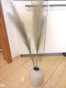Pampas pampasi veliki dekorativni